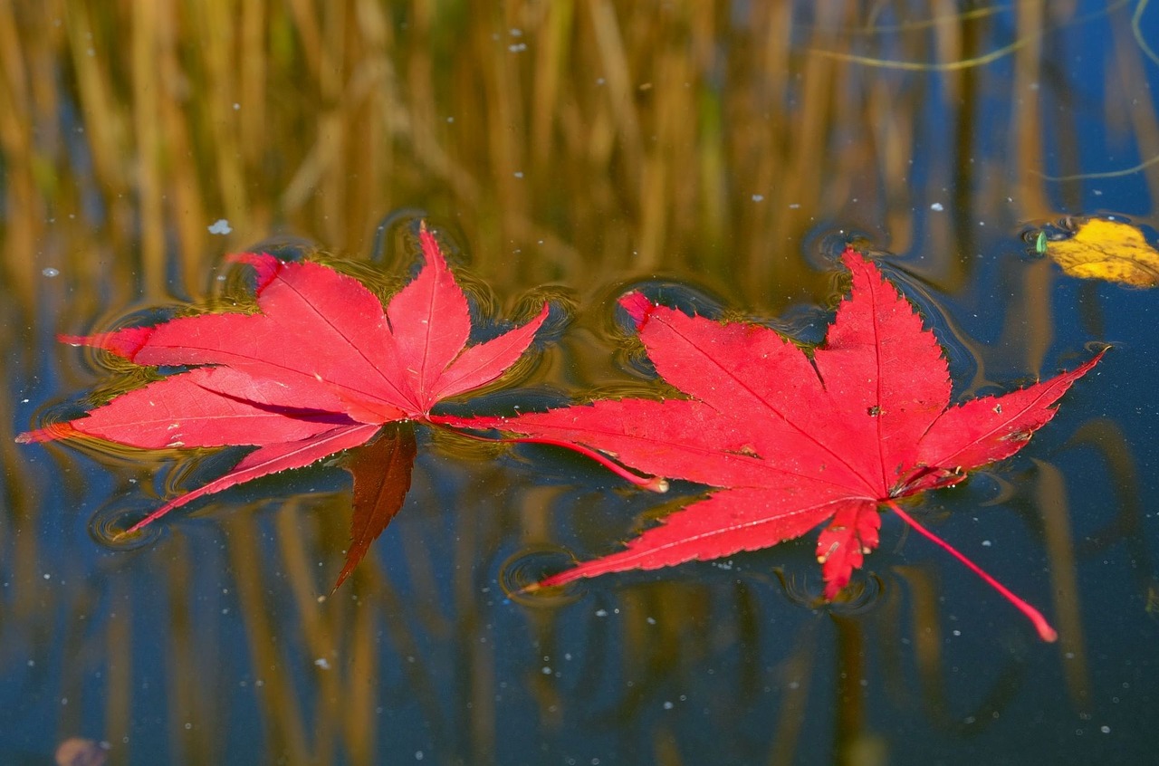 Image Credited to Pixabay Image Credited to Pixabay