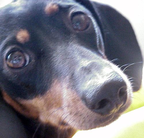 My Black Miniature Dachshunds - Ain't she beeautiful?   She does this head tilting thing when you speak about food or walkies... Who can resist?