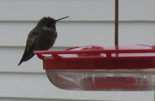 Photo of the hummingbird who guards the front door Photo of the hummingbird who guards the front door