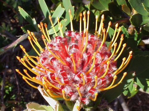 The flower the aliens left behind - I think this is the strangest looking flower!   Strange but very beautiful! I took this picture just after the sun had left but I think the colors still look amazing!   This photo was taken at our Botanical Gardens here in Cape Town - Kirstenbosch