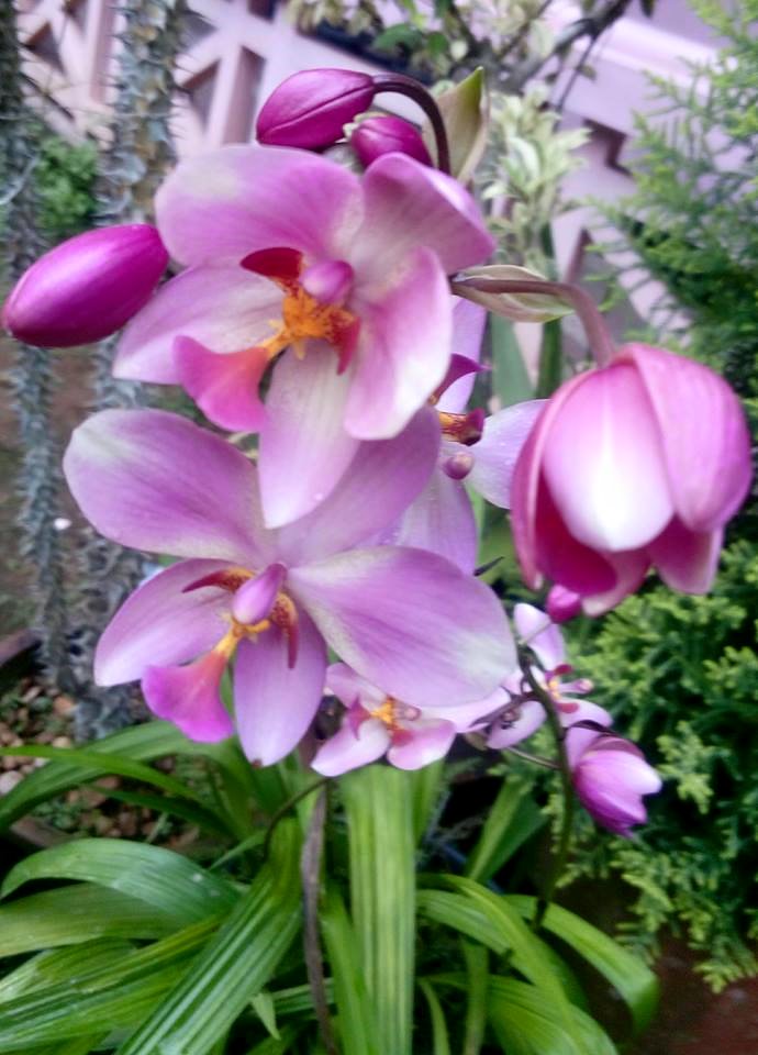 sofspics ground orchid sofspics ground orchid