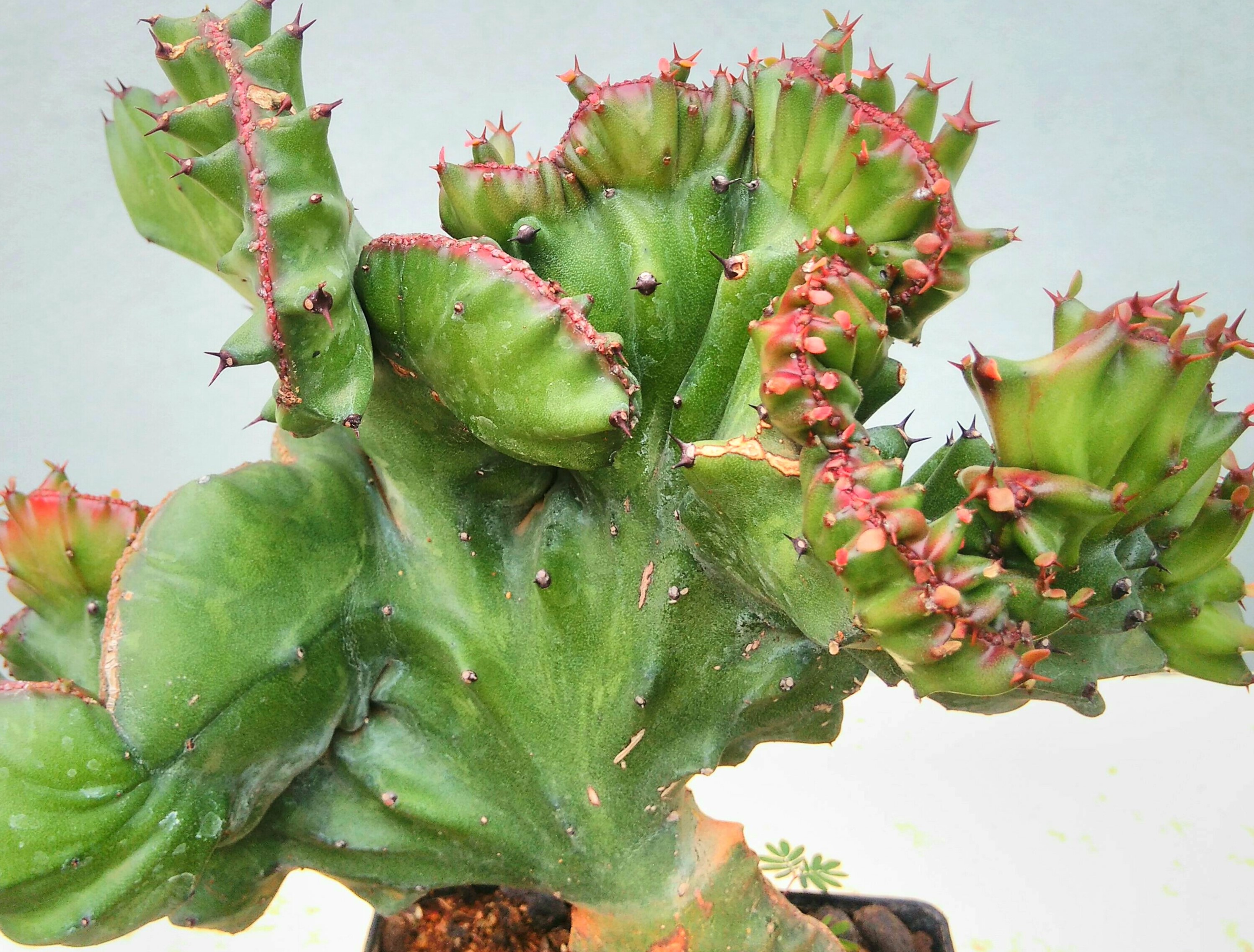 cactus, sofspics