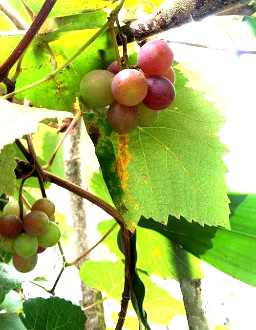 the grapes