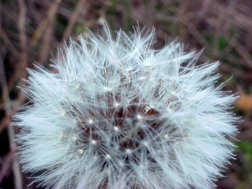 White and fuzzy - nature being eccentric - I'm not sure what these are called but I do knwo that if the wind blows each of thes white things comes off. It can be quite painful if they end up in your eyes!   Beautiful though. A practical plant- Cape Town is very windy and the wind helps these curious plants spread their seeds.