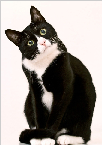 free image tuxedo cat