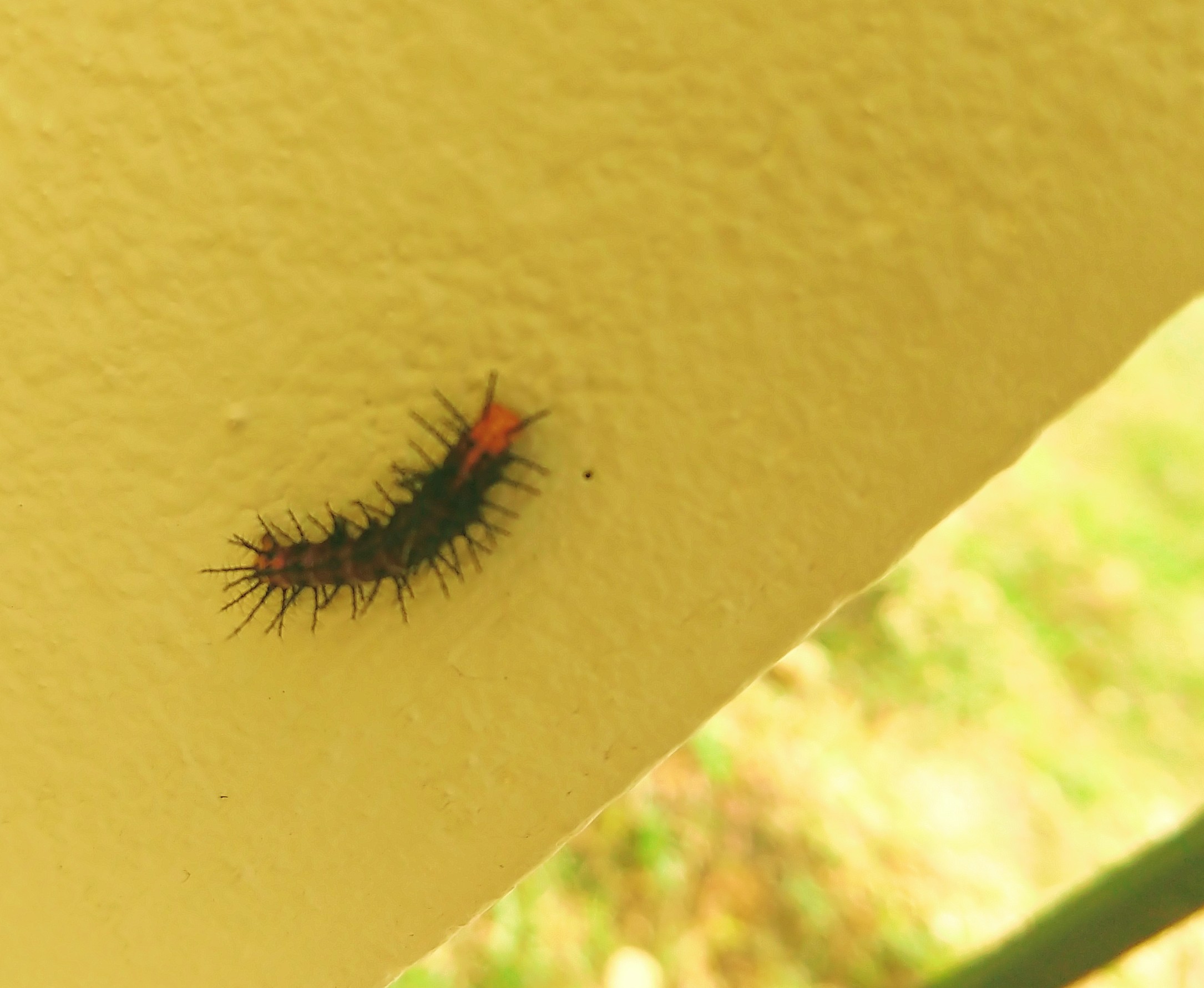 An itchy caterpillar! An itchy caterpillar!