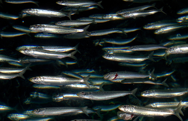 https://www.oneworldoneocean.com/blog/entry/the_green_list_wild_caught_pacific_white_seabass_halibut_and_sardines https://www.oneworldoneocean.com/blog/entry/the_green_list_wild_caught_pacific_white_seabass_halibut_and_sardines