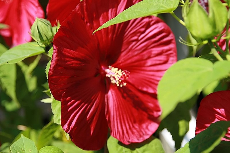 https://commons.wikimedia.org/wiki/File:Hibiscus_moscheutos_Luna_Red_1zz.jpg