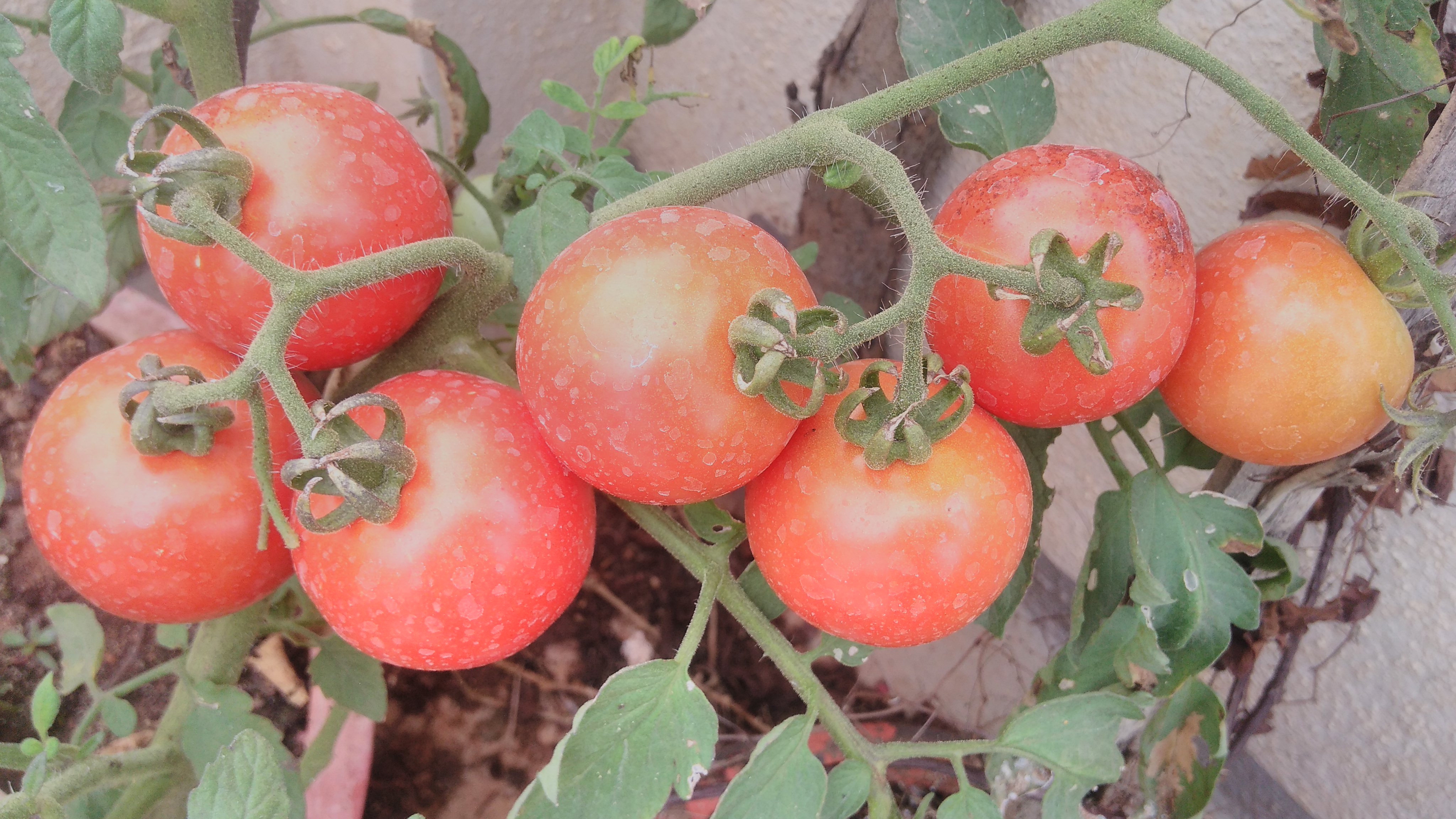 sofspics tomatoes