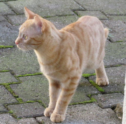 The Kitten BUBI
