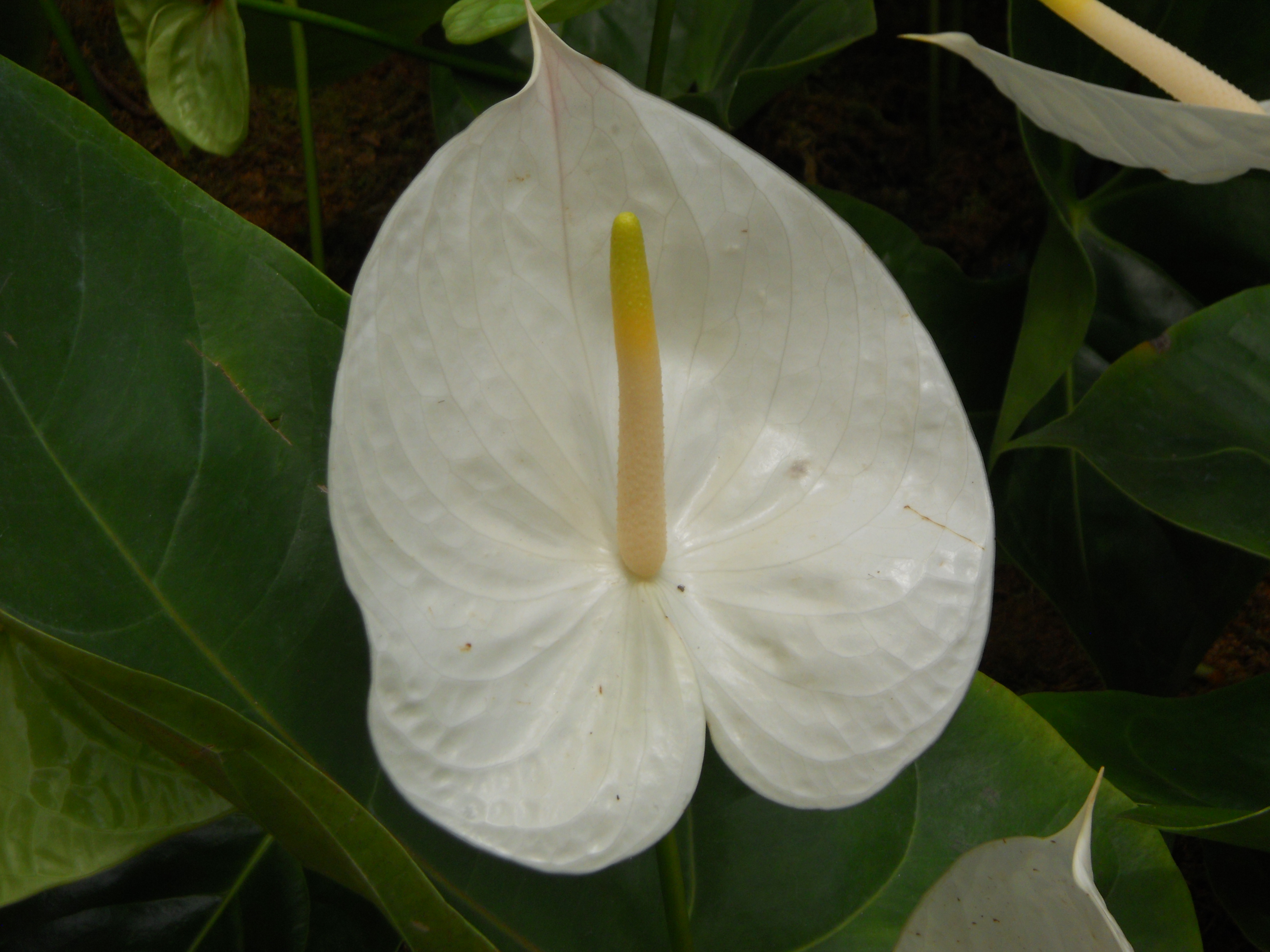 white Anthurium Sofspics