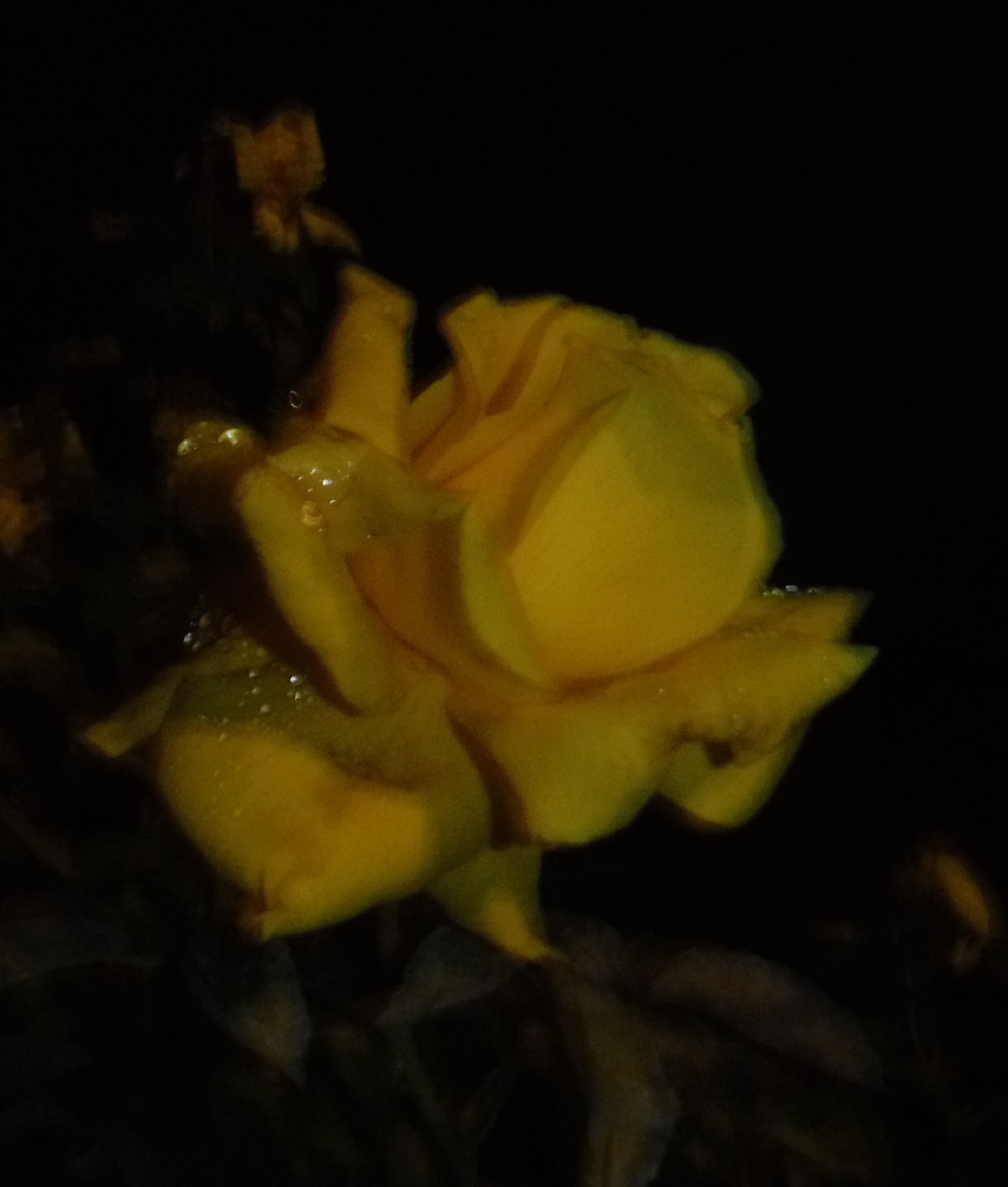 Not so great photo taken by me 12-19-18