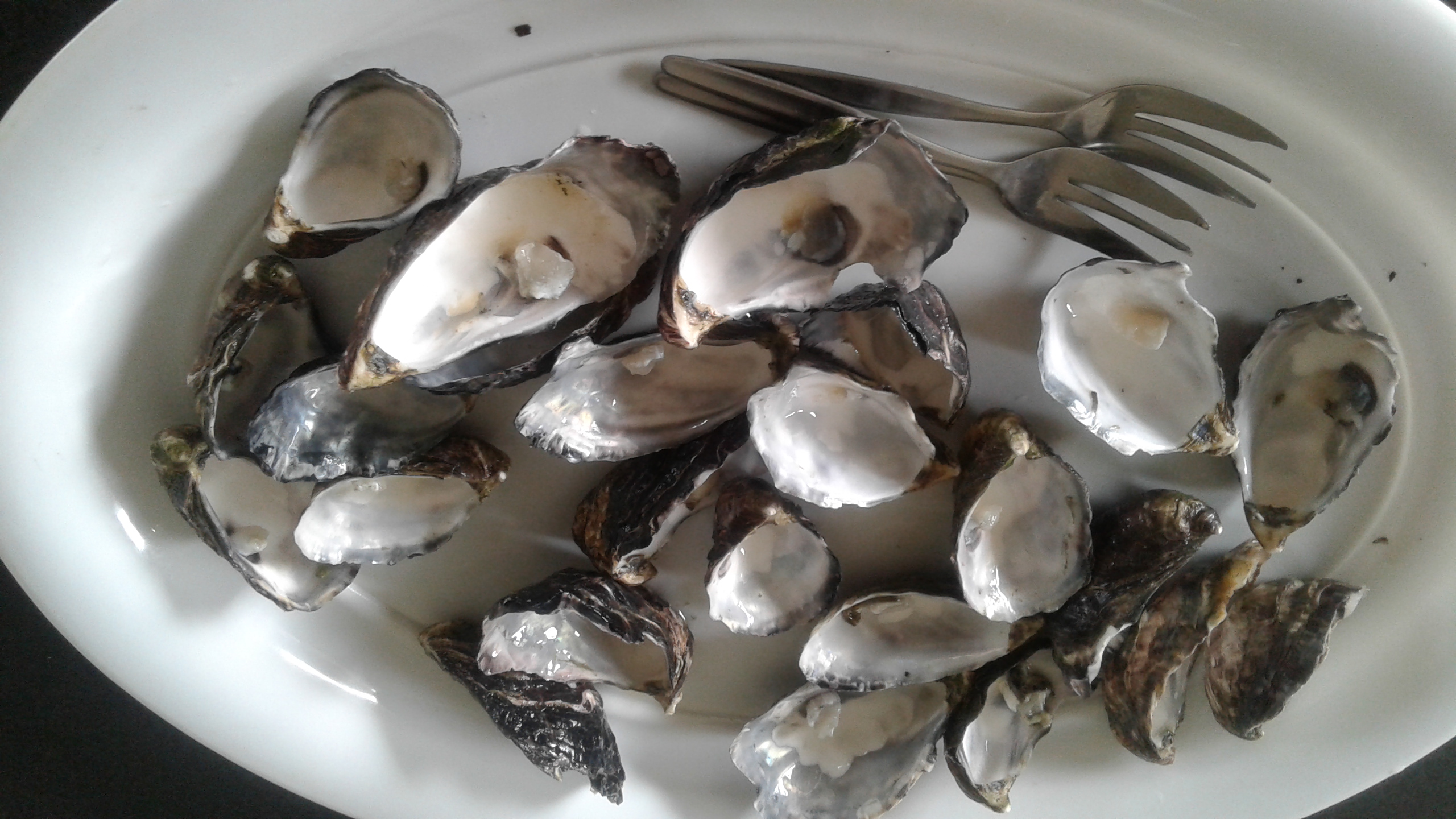 Oysters, Christmas, New Zealand