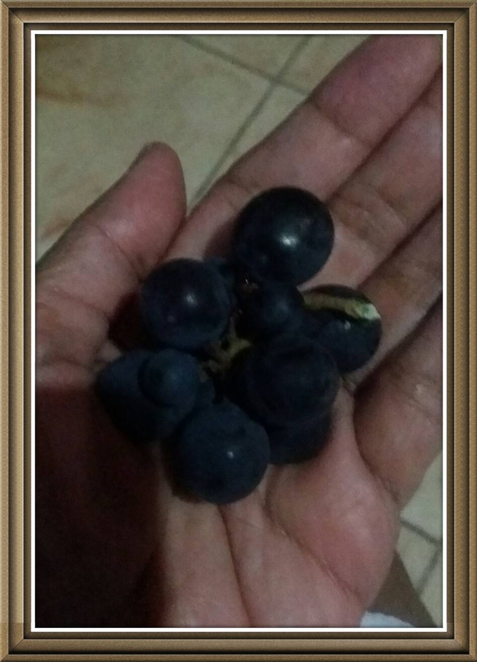 the grapes in my hand 