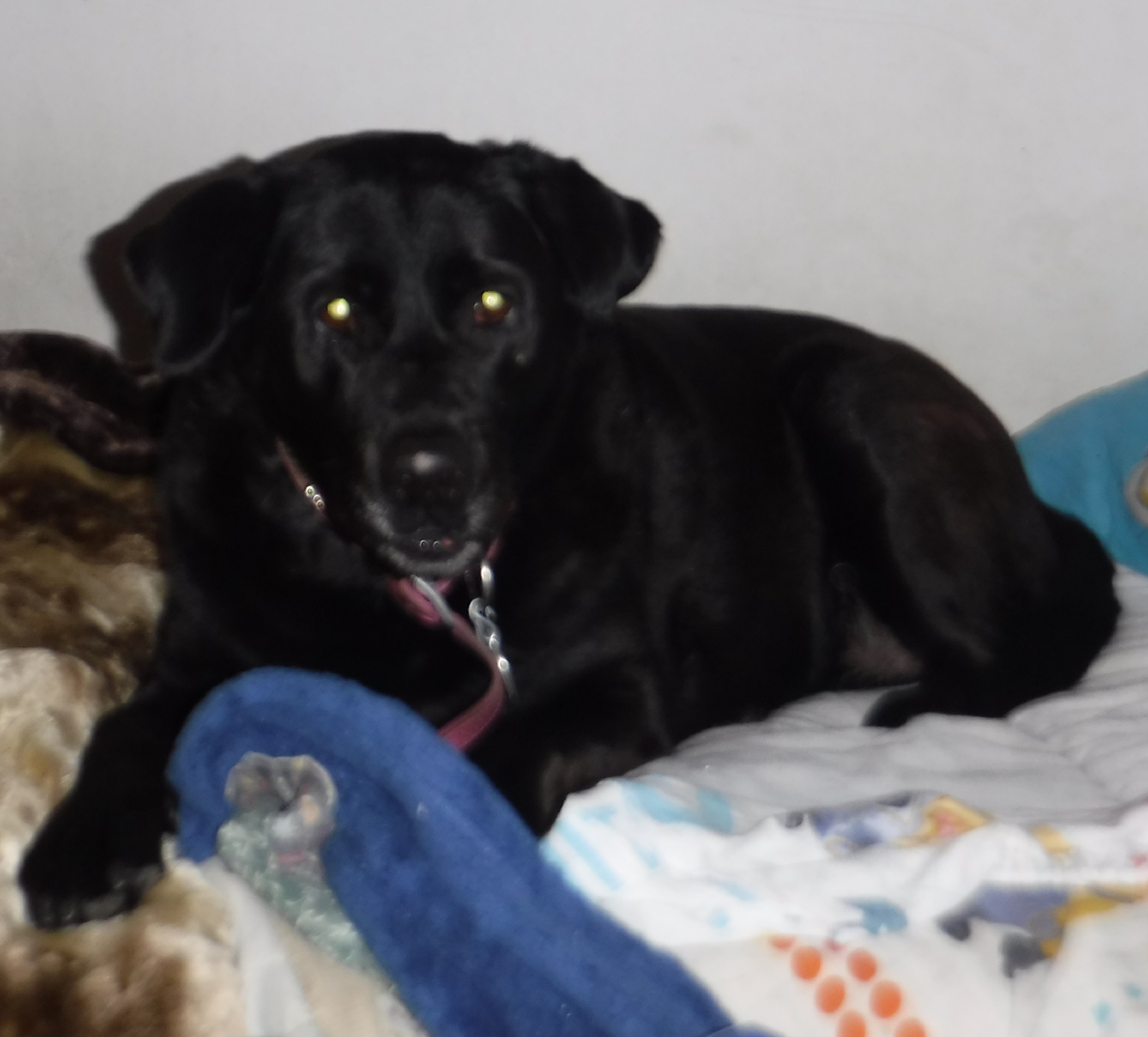Angel on my bed taken by me 12-22-18 Angel on my bed taken by me 12-22-18