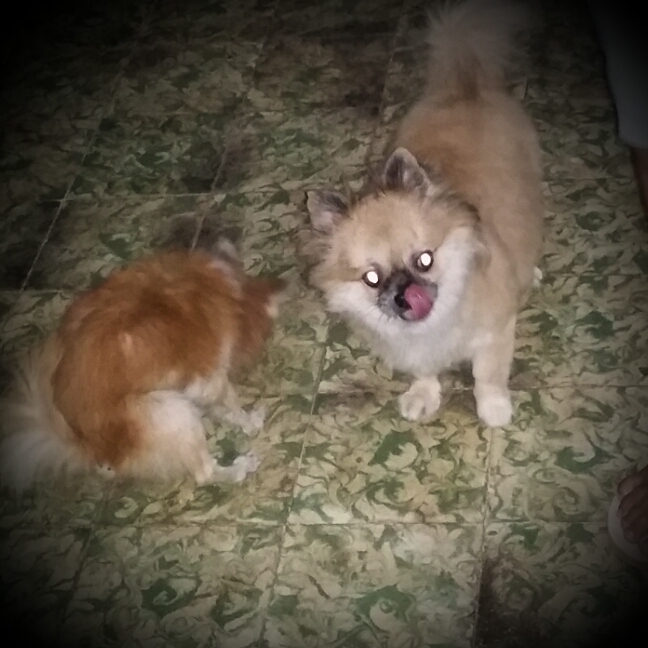 the 2 dogs the 2 dogs