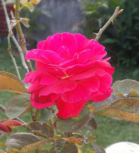 the red rose the red rose