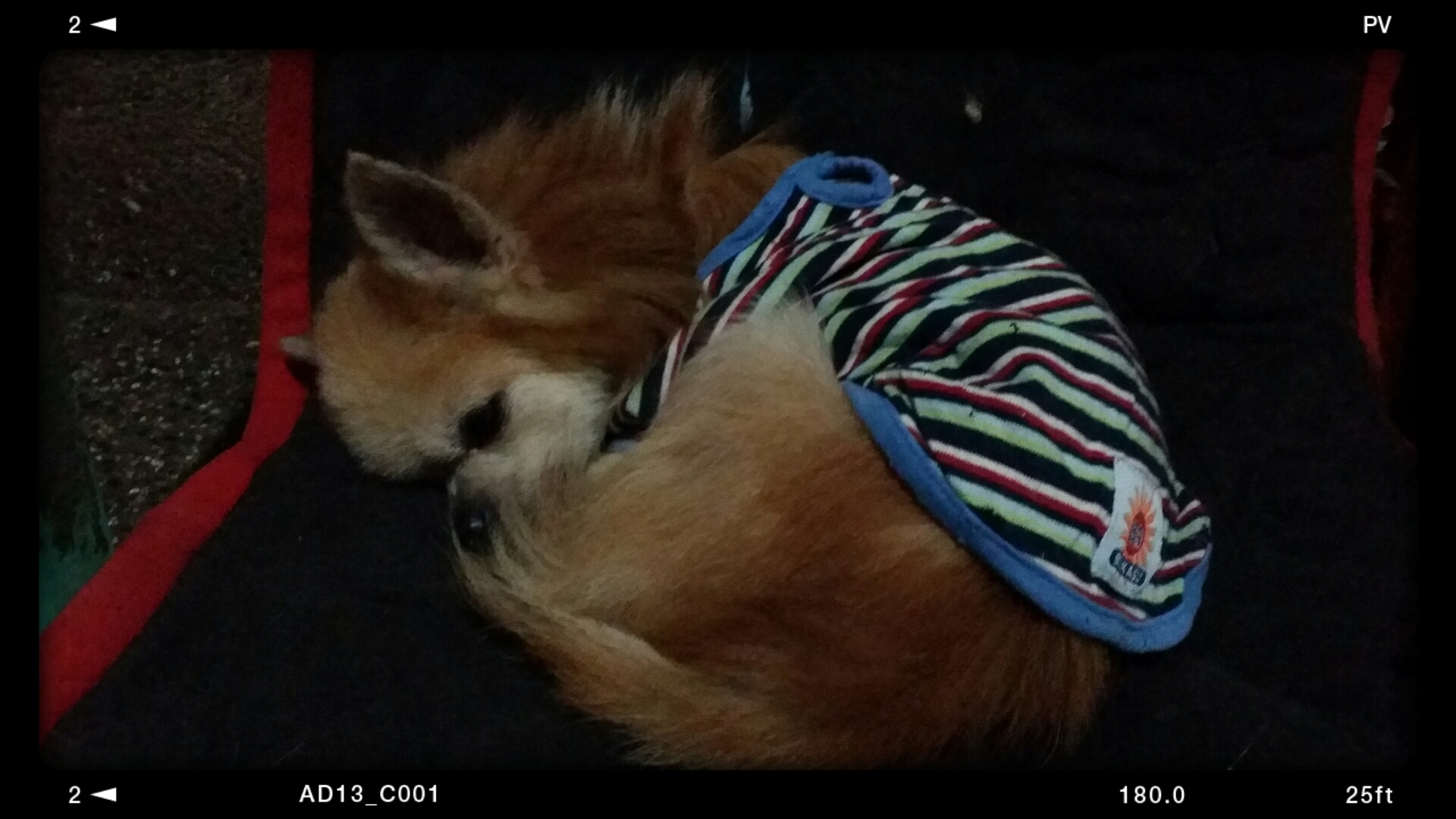 Chibi asleep Chibi asleep