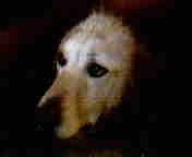 My dog Maxxx - This is a photo I took of my dog, Maxxx.  It was taken in full light but came out with this awesome shadow effect.  Maxxx is part Golden Retriever and part...er...part something else which is not nearly so intelligent as a dog.  However he is full of love, which is all that counts to me.