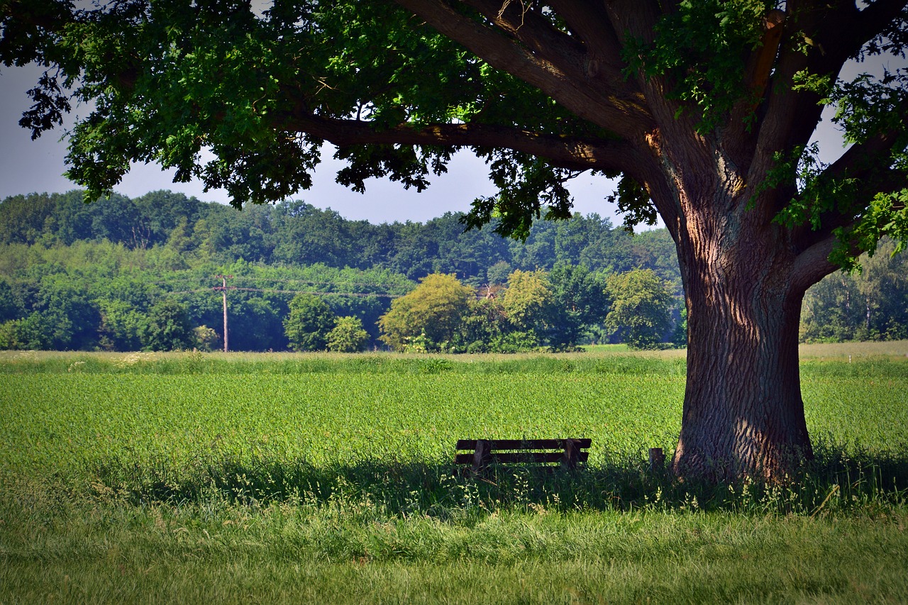 https://cdn.pixabay.com/photo/2017/06/01/13/00/tree-2363462_960_720.jpg