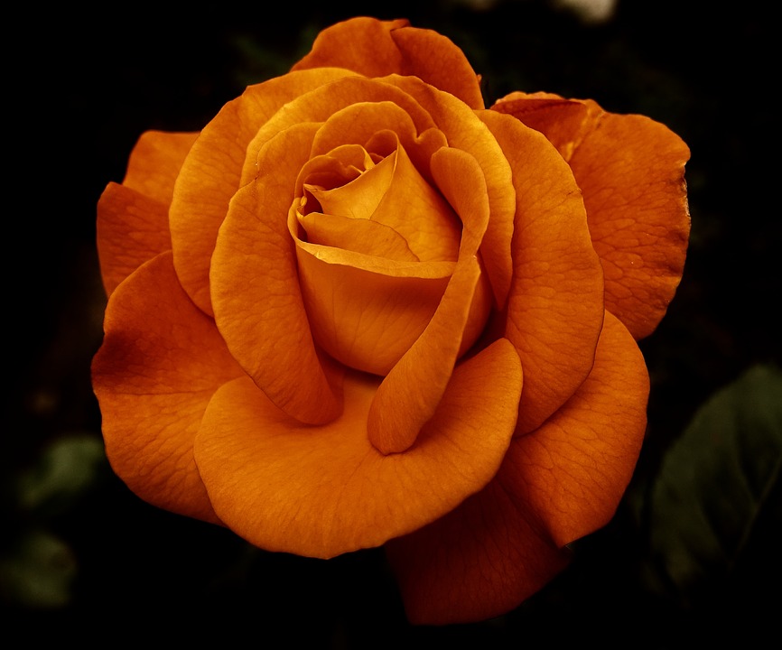 https://pixabay.com/en/rose-flower-blossom-bloom-nature-3444359/