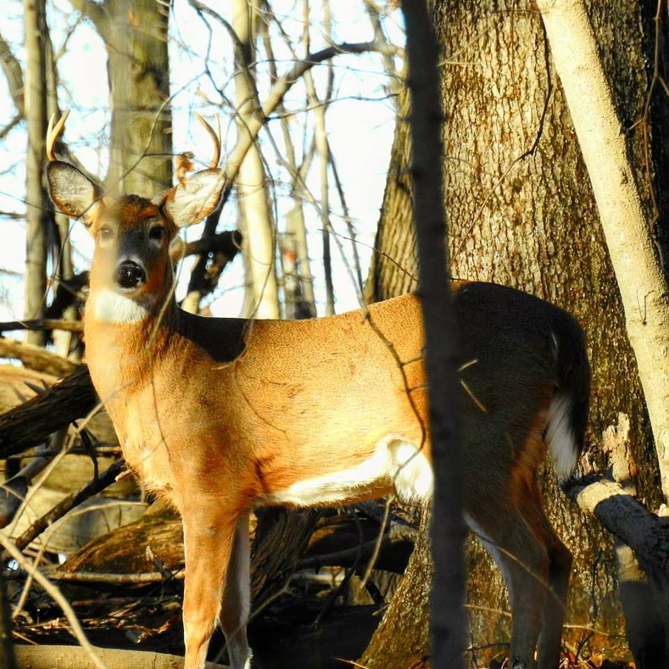 Deer watching us by minx267 Deer watching us by minx267