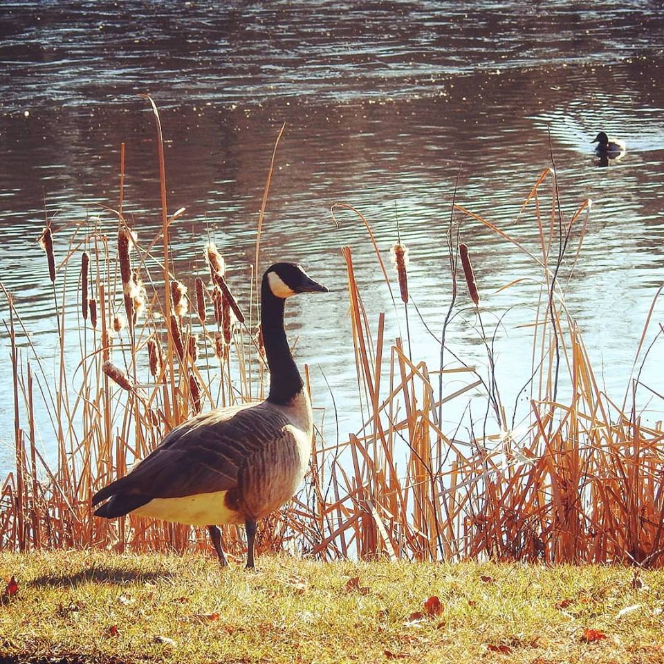 Canadian goose on christmas day Canadian goose on christmas day
