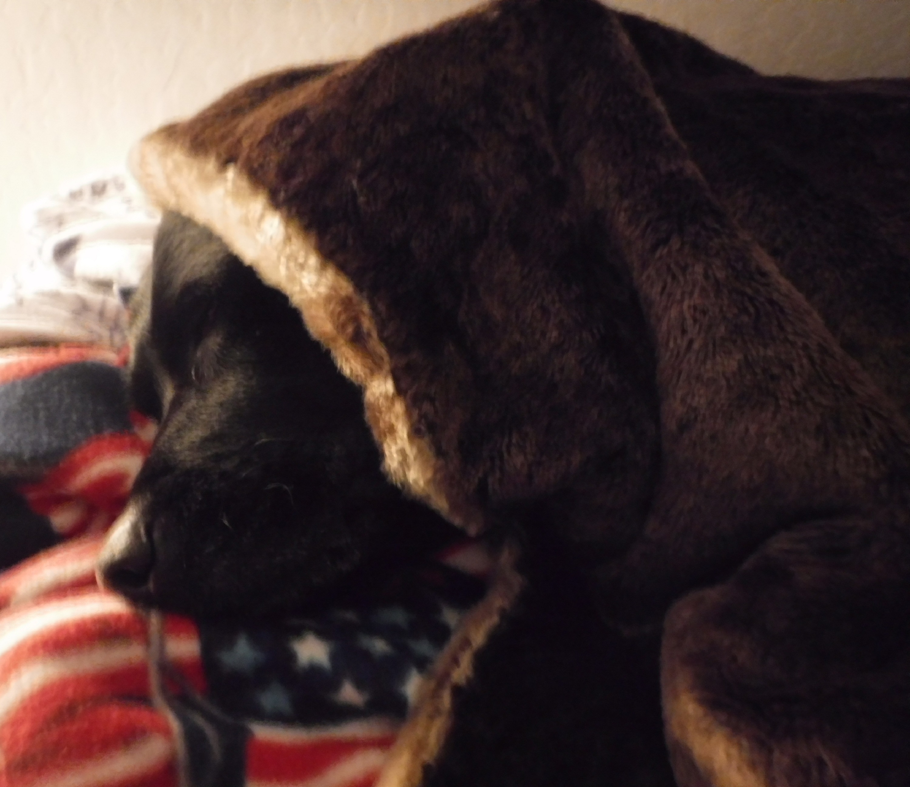 Photo taken by me of Angel on my bed under a blanket