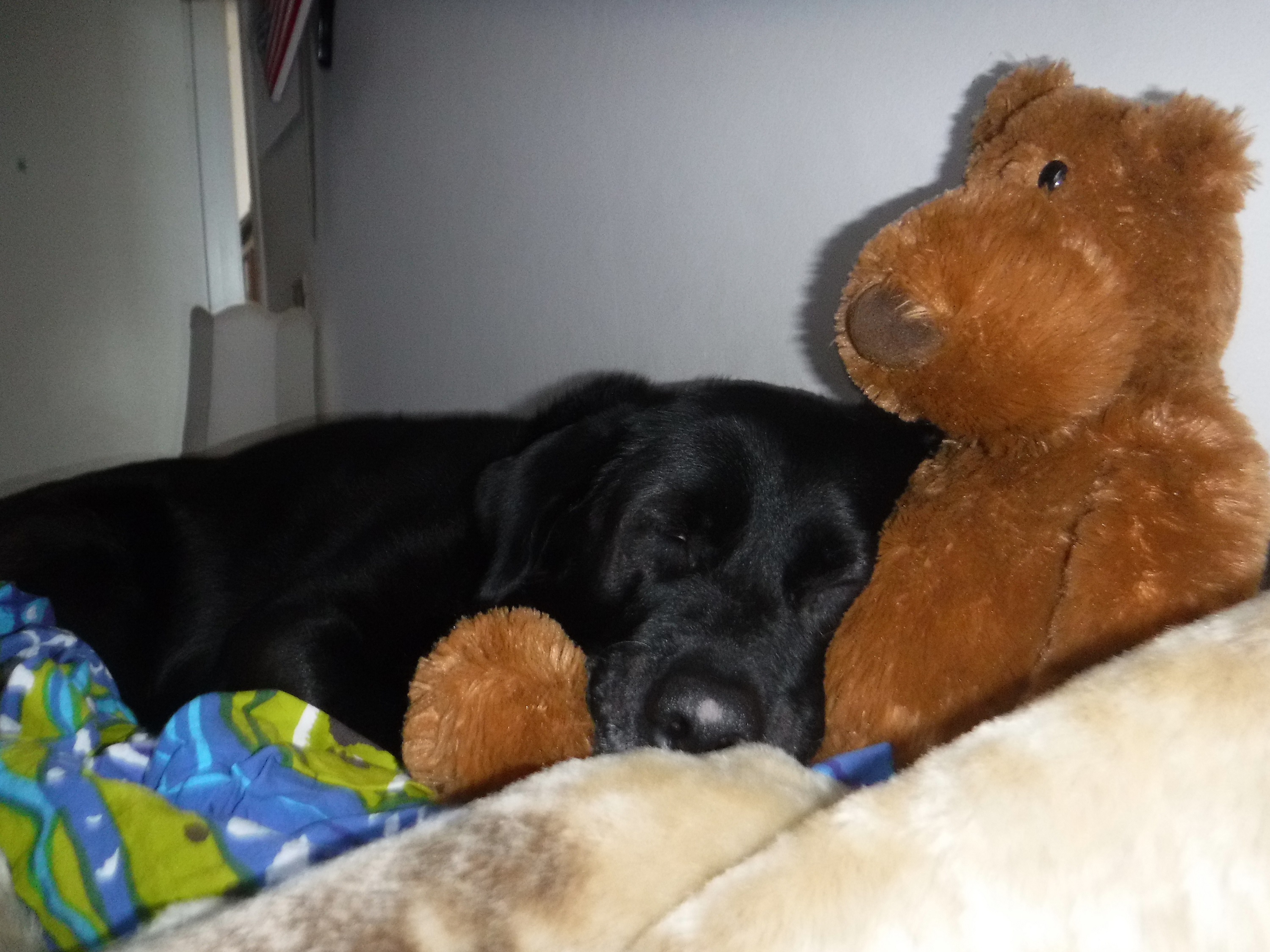 My dog Angel on my bed with one of my bears