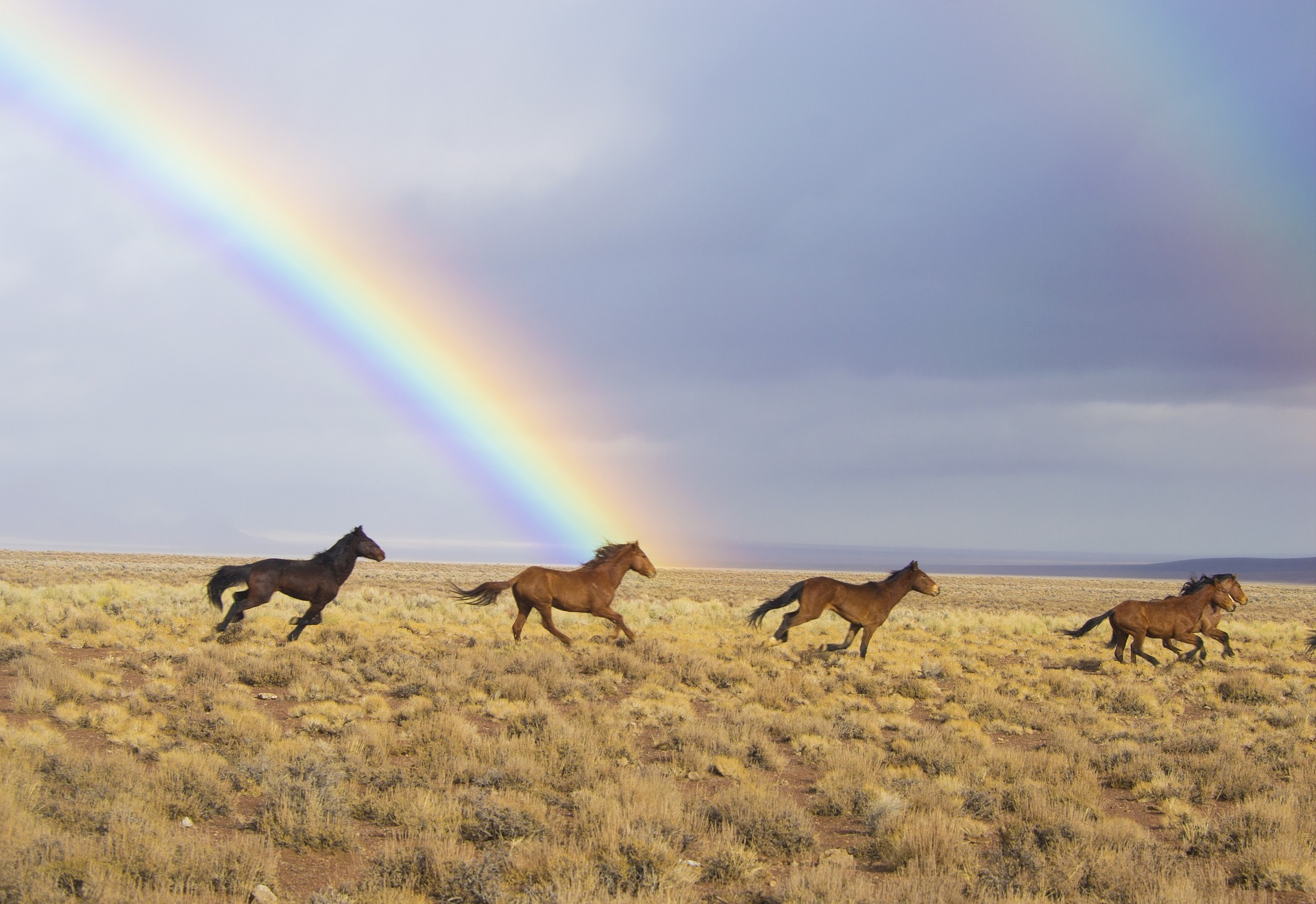 https://cdn.pixabay.com/photo/2017/04/18/15/22/wild-horses-2239420_960_720.jpg