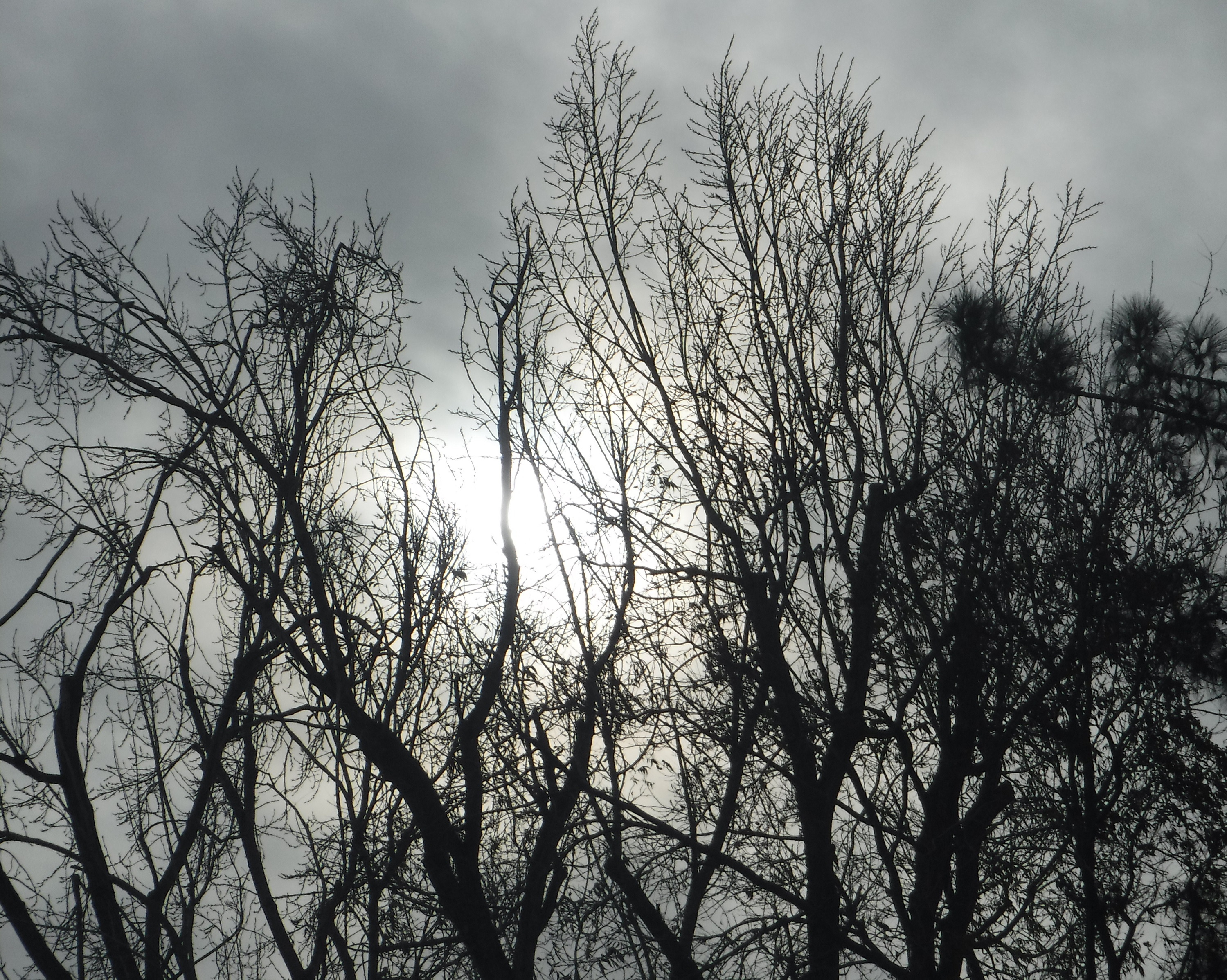 Photo taken by me 1-7-19 Photo taken by me 1-7-19
