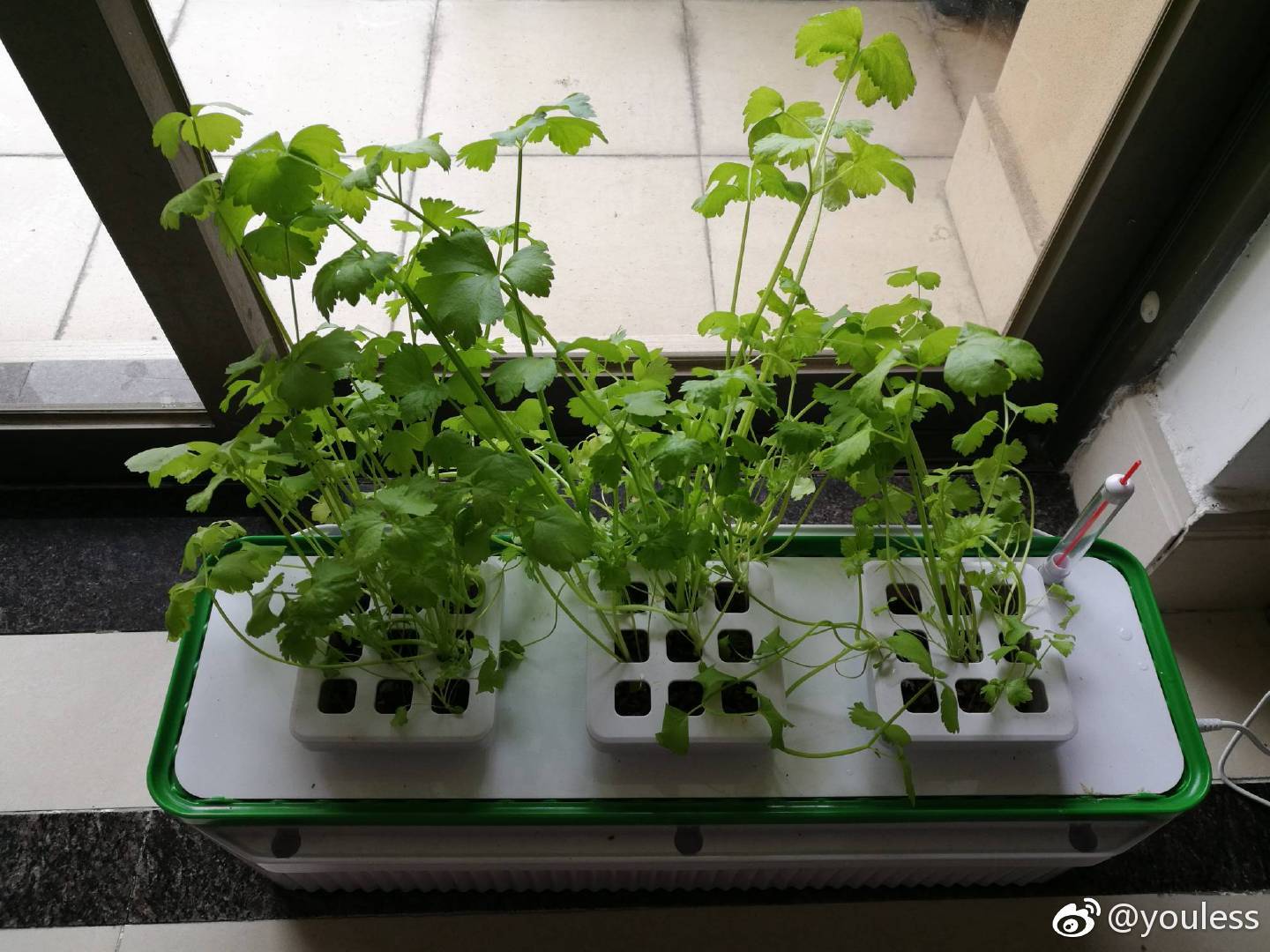 celery celery
