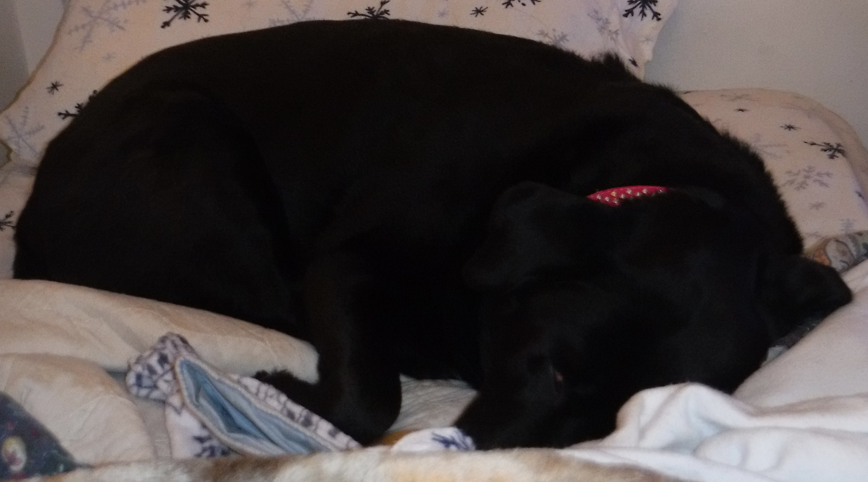 Photo I took of Angel on my bed 1-7-19