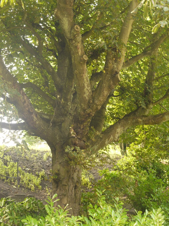 photo taken by me - a tree photo taken by me - a tree