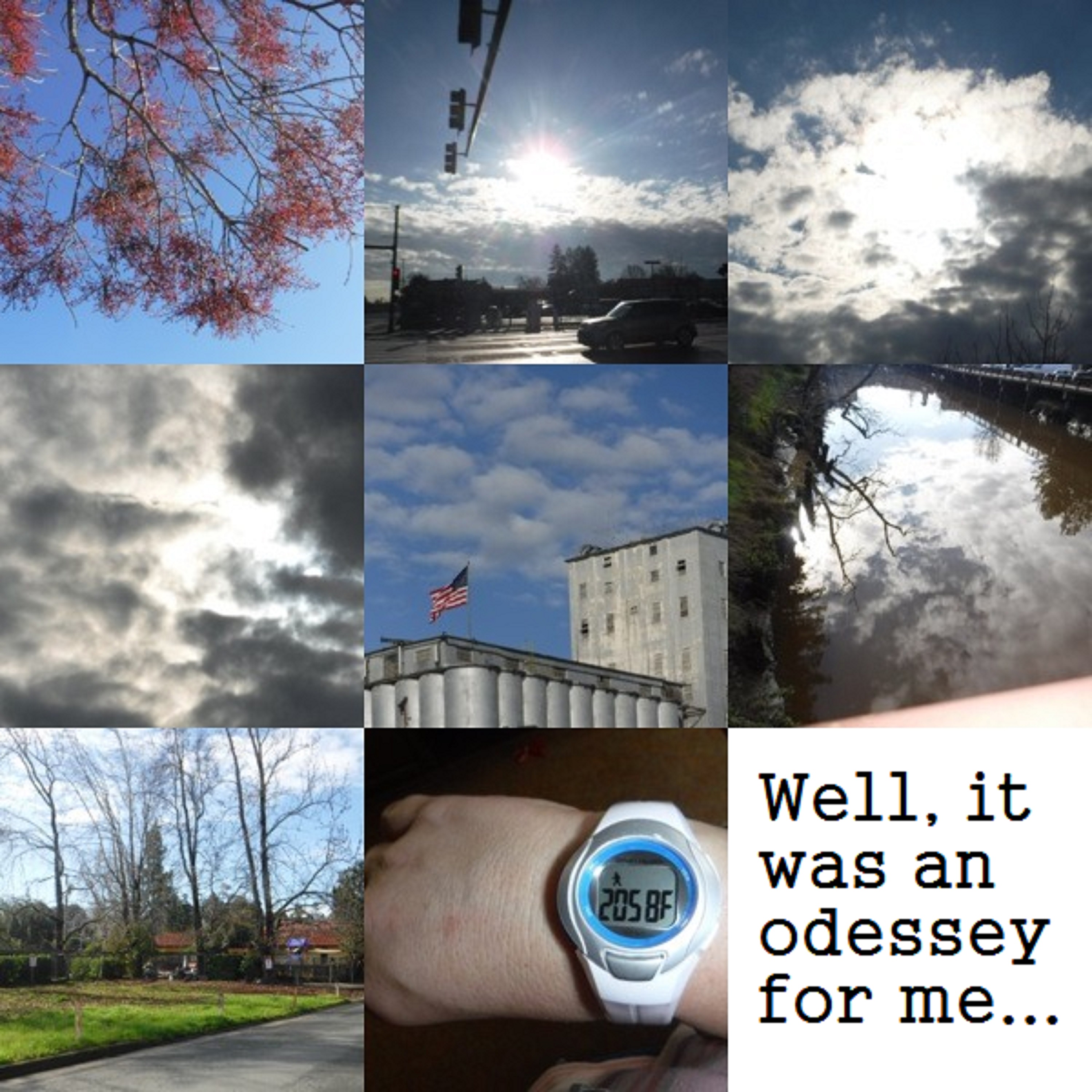 Collage I made with the random photos I took on my walks today Collage I made with the random photos I took on my walks today