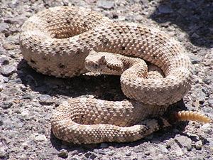 Rattlesnake photo courtesy of Wikipedia