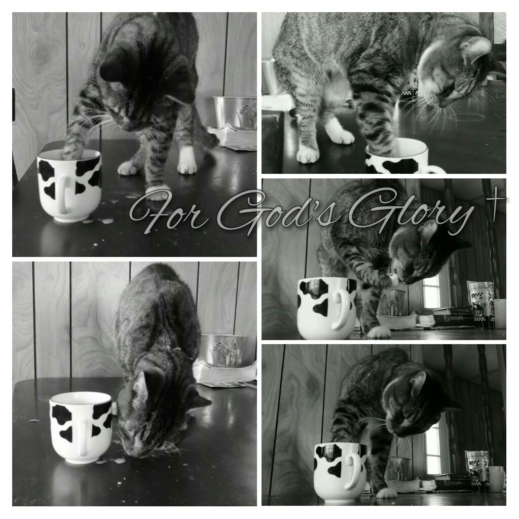 My kitty collage My kitty collage