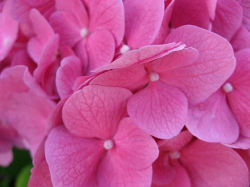 Pink flowers - nice flowers
