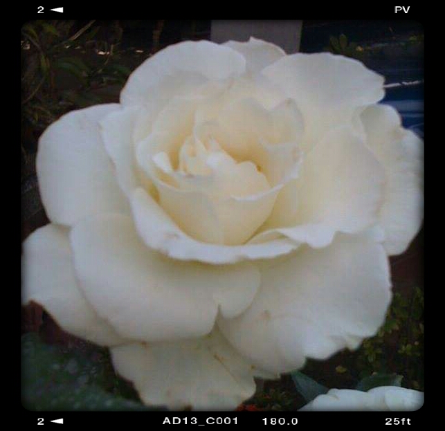 white rose white rose