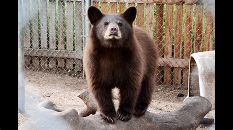 Bear in a rehabilitation center
