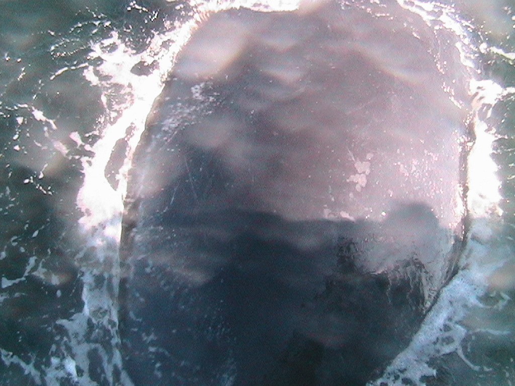 Back of a whale besice our boat off Monterey, CA