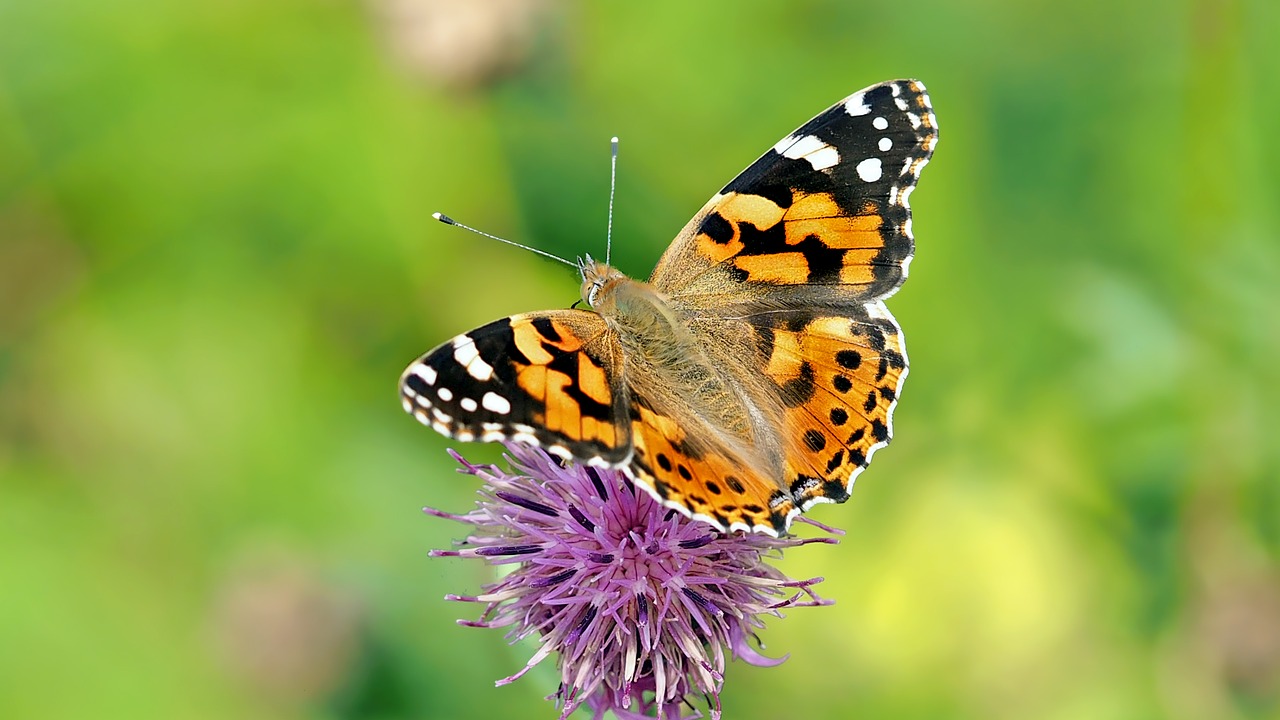 Image Credited to Pixabay