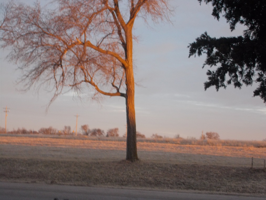 morning tree morning tree