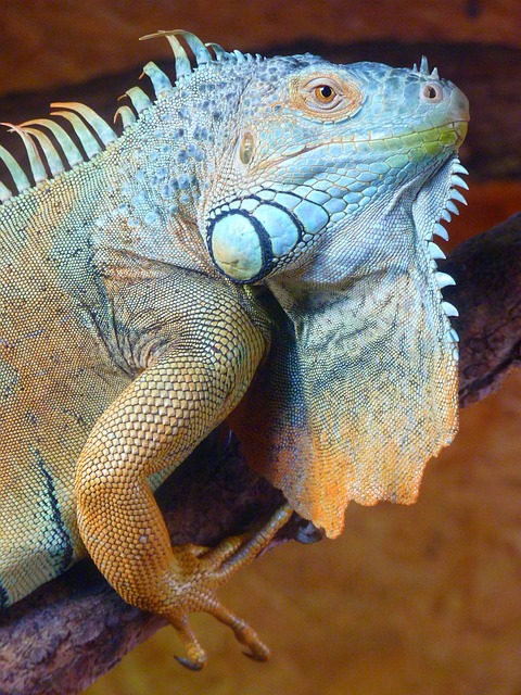 iguana