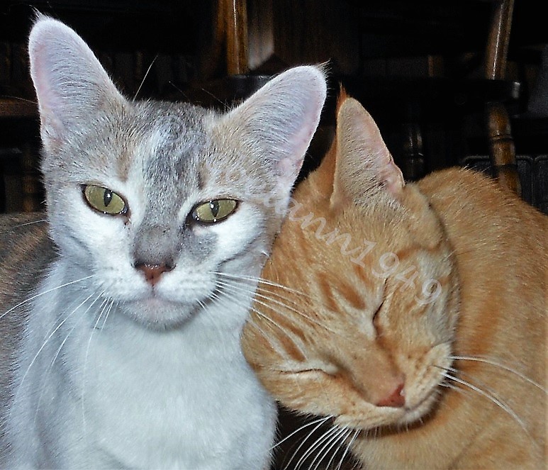 I took this shot of Meetzee, left and Max in 2011 before I brought them to my home. I took this shot of Meetzee, left and Max in 2011 before I brought them to my home.