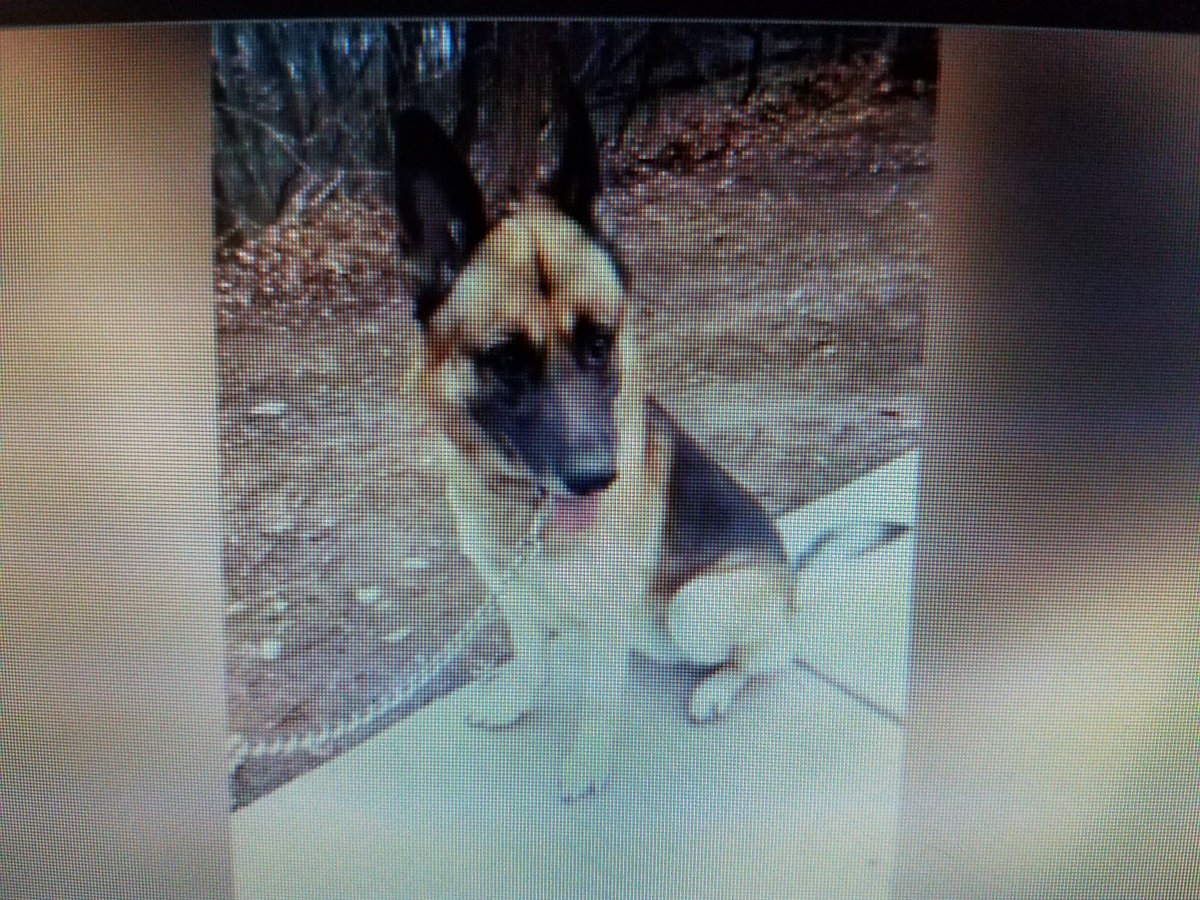 Max the right year old German Shepherd hero Max the right year old German Shepherd hero