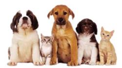 pets - this is an image of dogs and cats