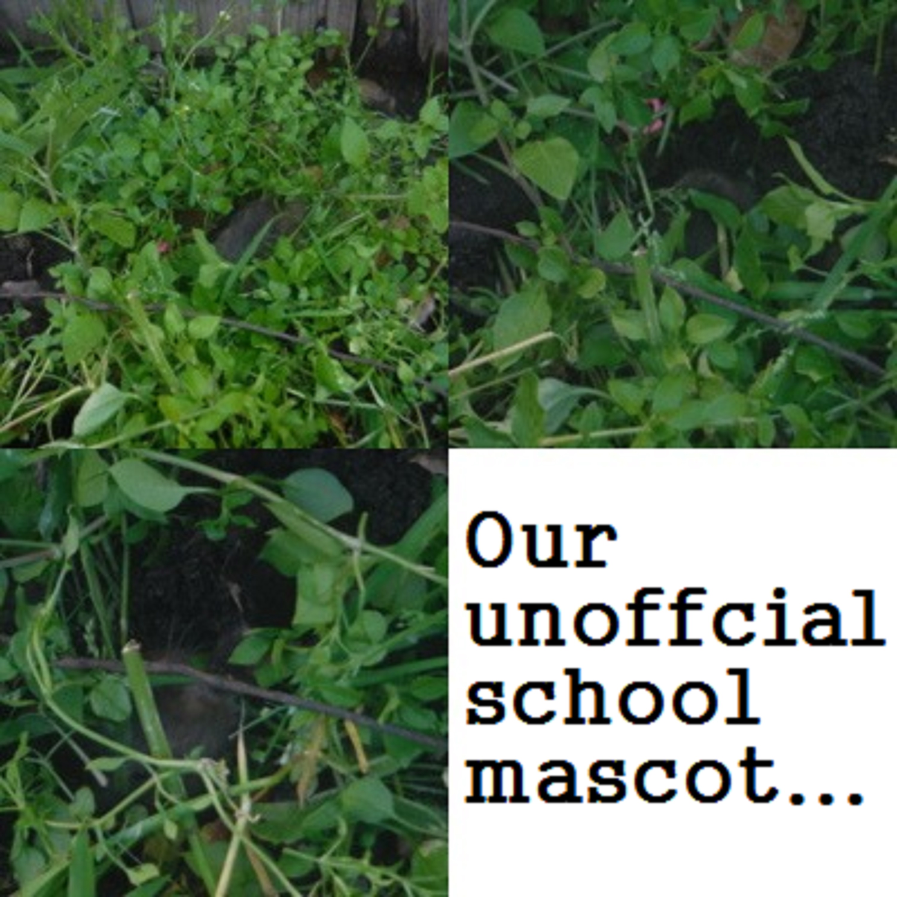 collage I made of the photos I tried to take of the gopher collage I made of the photos I tried to take of the gopher
