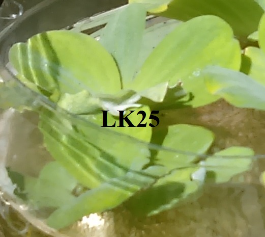 Dwarf, Water, Lettuce, Dwarf water lettuce Dwarf, Water, Lettuce, Dwarf water lettuce
