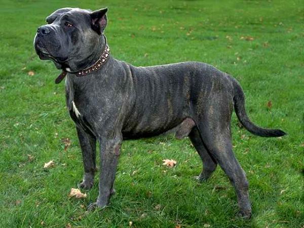 Canary Mastiff dog